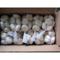 New Crop Hight Quality Pure White Garlic